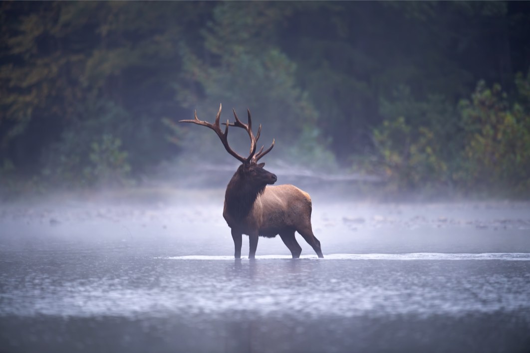 Le wapiti Le wapiti
